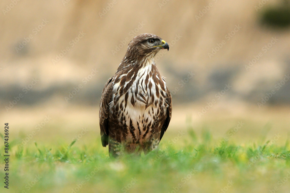 aguila busardo ratonero en el campo aguila busardo ratonero en el campo