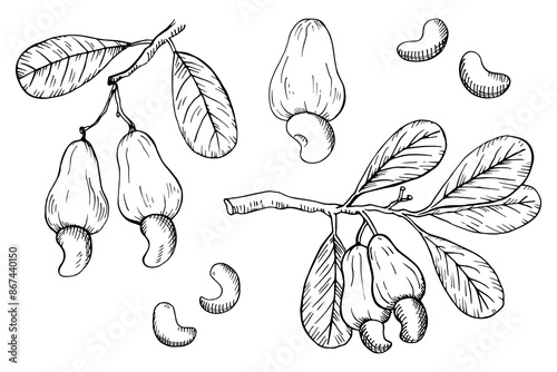 Cashew nuts. Hand drawn engraved vector illustration on isolated white background. Ink sketch with nut, plant branch, nutty fruity. Organic ingredient, healthy food, oil, harvest. Botanical doodle