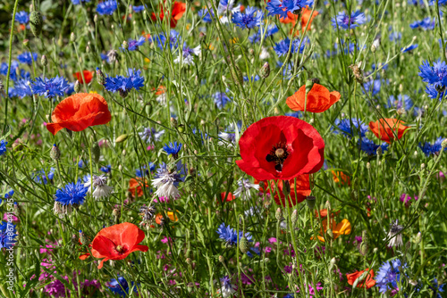 Fototapeta Naklejka Na Ścianę i Meble -  Colorful flower meadow with poppies and cornflowers
