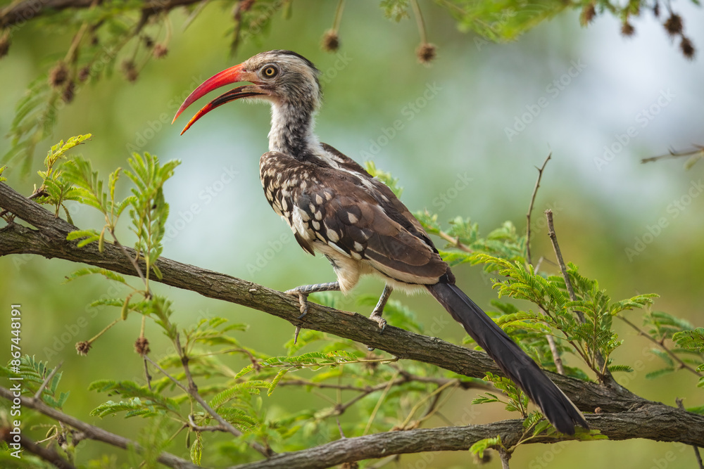 Northern red-billed hornbill, Tockus erythrorhynchus, Portrait Africa. High quality photo, Kruger park, 8K resolution, Northern red-billed hornbill, Tockus erythrorhynchus, Portrait Africa. High quality photo, Kruger park, 8K resolution,