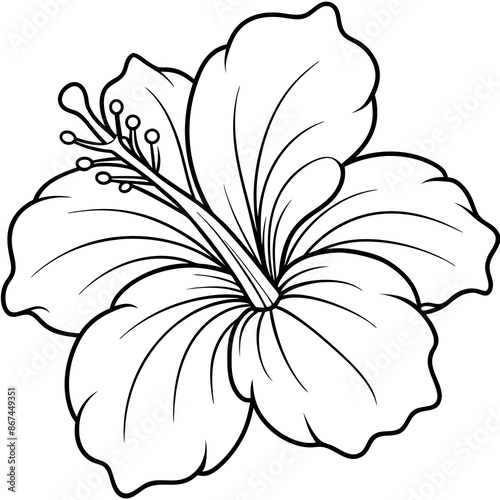  Line art of hibiscus flower