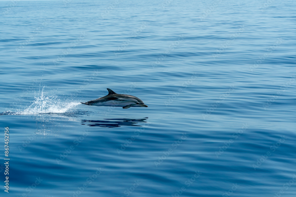 Fototapeta premium striped dolphins Jumping in the deep blue sea slow motion