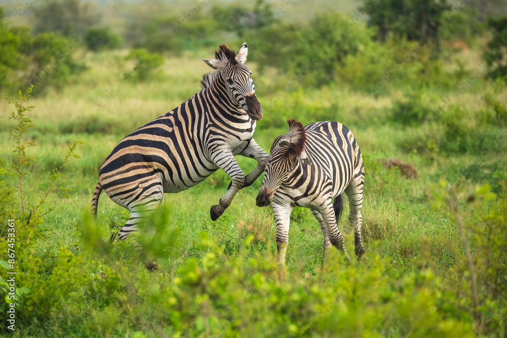 Fototapeta premium Two Burchells Zebra fighting (Equus burchelli) and standing in savanna, Kruger National Park, South Africa
