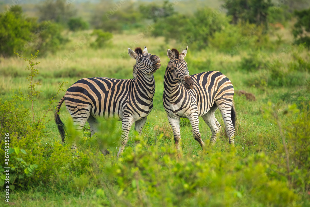 Two Burchells Zebra fighting (Equus burchelli) and standing in savanna, Kruger National Park, South Africa Two Burchells Zebra fighting (Equus burchelli) and standing in savanna, Kruger National Park, South Africa