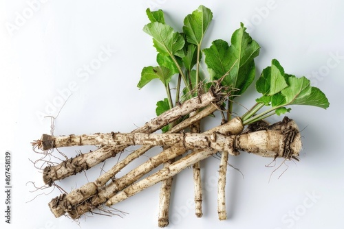 Fresh Burdock Root Arctium Lappa with Leaves - Organic Herbal Plant for Health and Wellness photo