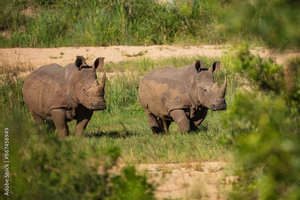 Obraz premium An endangered white rhinoceros (Ceratotherium simum) grazing in grassland, South Africa, Krugen national park, 4k resolution, 