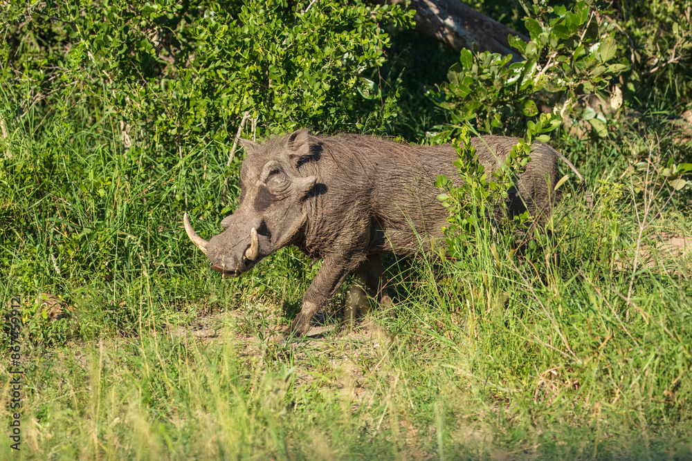 African Pig (Warthog) grazing at a Kruger national park in Africa