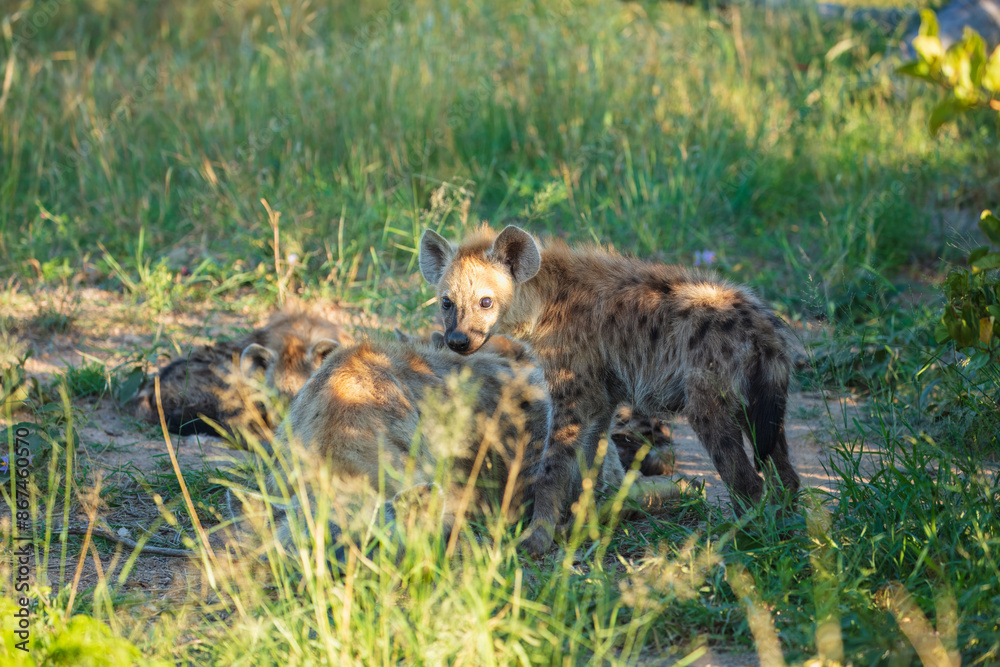 Young hyena pup, mammal behaviour. Hyena, detail portrait. Spotted hyena, Crocuta crocuta, angry animal near the water hole, beautiful evening sunset and cub. Animal pup nature Young hyena pup, mammal behaviour. Hyena, detail portrait. Spotted hyena, Crocuta crocuta, angry animal near the water hole, beautiful evening sunset and cub. Animal pup nature