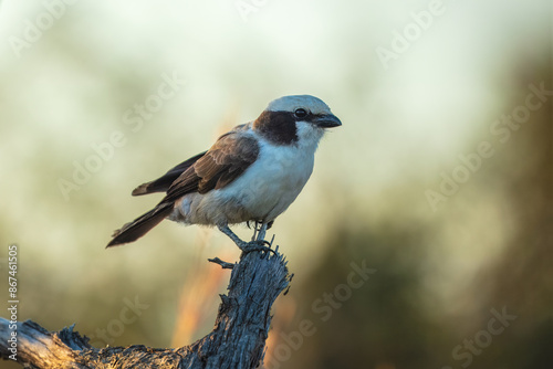 Southern white-crowned shrike