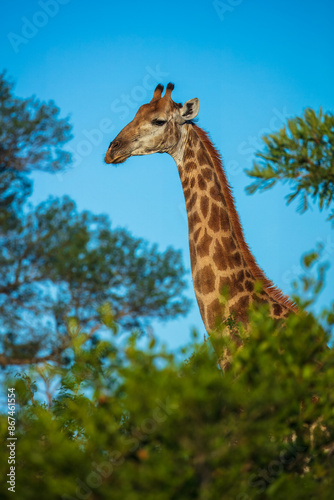 фотографія The giraffe is an African artiodactyl mammal, the tallest living terrestrial animal and the largest ruminant