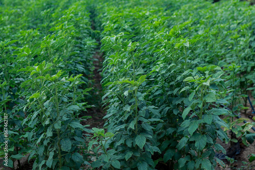 Guar or cluster bean (Cyamopsis tetragonoloba)