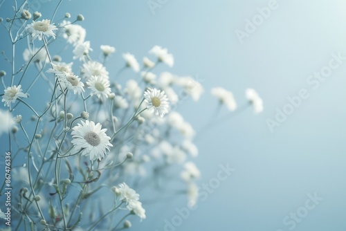 Pure and Serene: Soft-focus Flower Field on a Clear Day, Emotively Capturing the Delicate Beauty of Nature