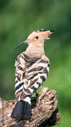 hoopoe closeuo photo