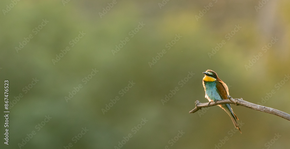 Fototapeta premium bee-eater on a branch