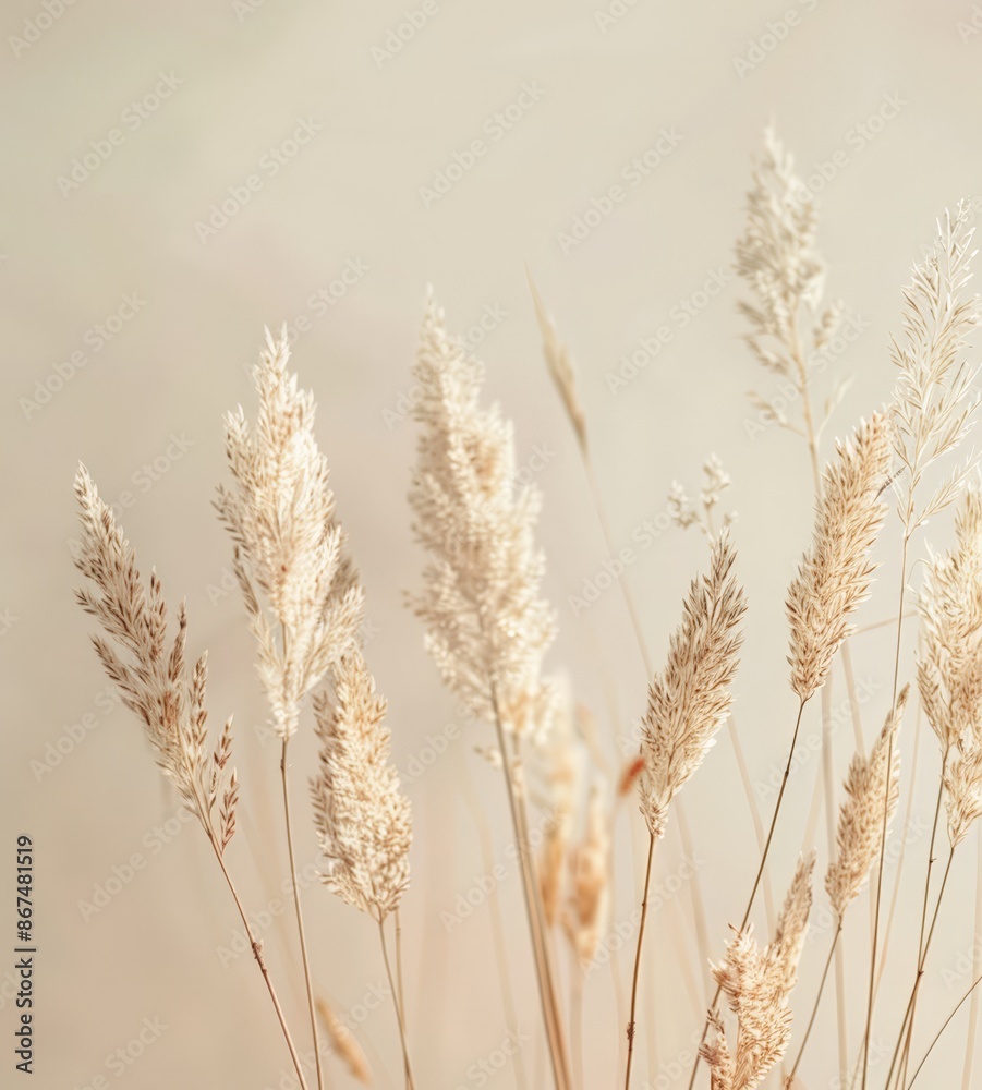 Pure White Background with Blurred Grass and Wheat Field, Overlay Transparency Pure White Background with Blurred Grass and Wheat Field, Overlay Transparency