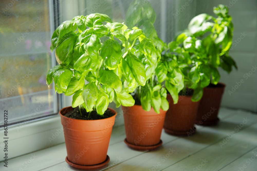 Fototapeta premium Fresh basil plant in a pot in the kitchen on a window background. Fresh organic basil leaves. Spices. Vegan. Home gardening on kitchen. Home planting and food growing. basil plant Copy space.