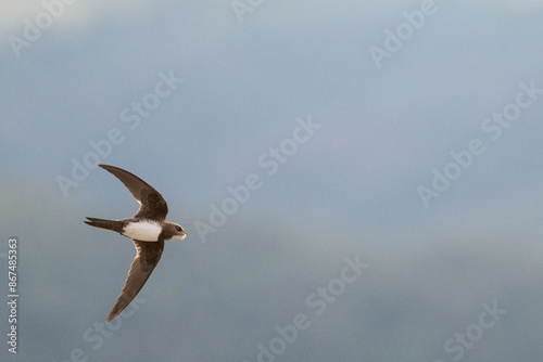 An alpine swift (Tachymarptis melba) flying in front of their habitat.