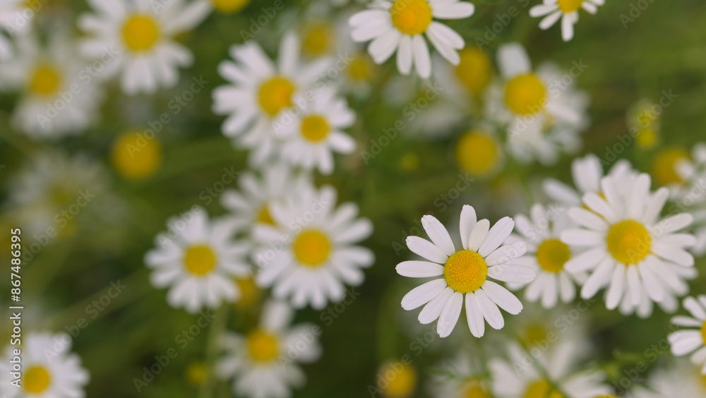 Fototapeta premium Beautiful close-up of matricaria chamomilla