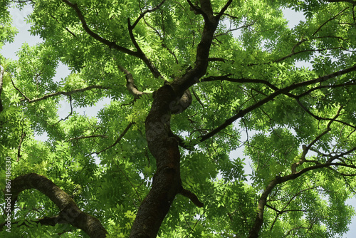 Beautiful close-up of fraxinus excelsior photo