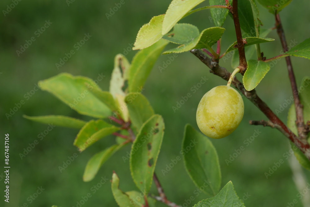 Première mirabelle sur un jeune mirabellier Première mirabelle sur un jeune mirabellier
