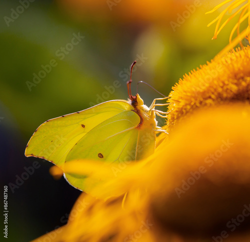 Motyl Latolistek Cytrynek na kwiatach Smotrawy Okazałej. 