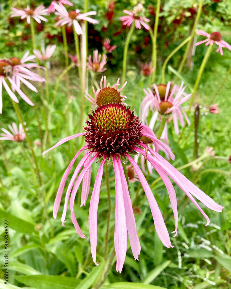 Echinacea purpurea close-up in summer garden natural growing environment. Echinacea purpurea close-up in summer garden natural growing environment.