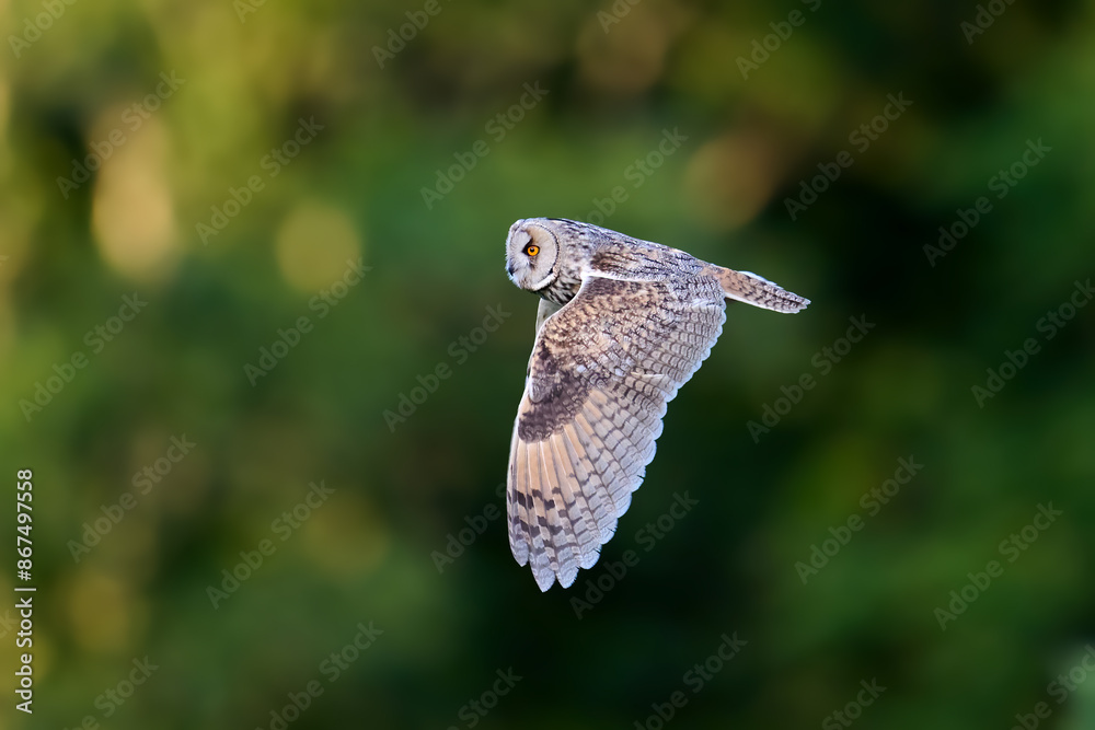 Fototapeta premium Long-eared owl (Asio otus)