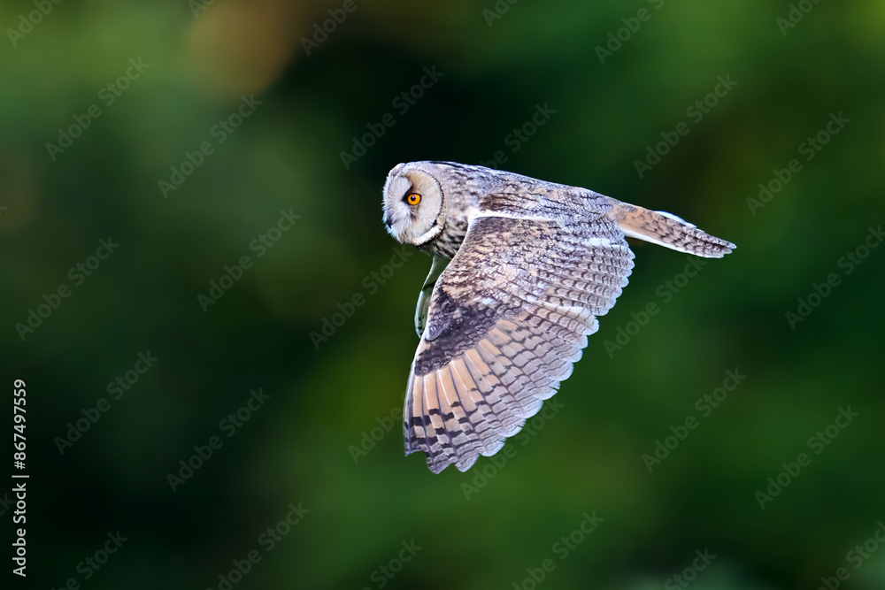 Fototapeta premium Long-eared owl (Asio otus)