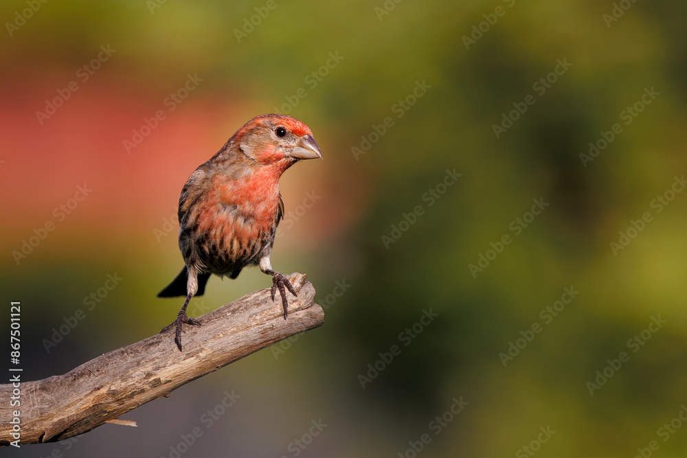Finch perched on branch Finch perched on branch