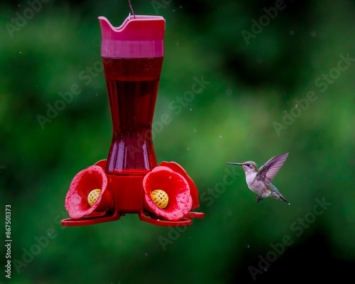 Hummingbird approaching feeder