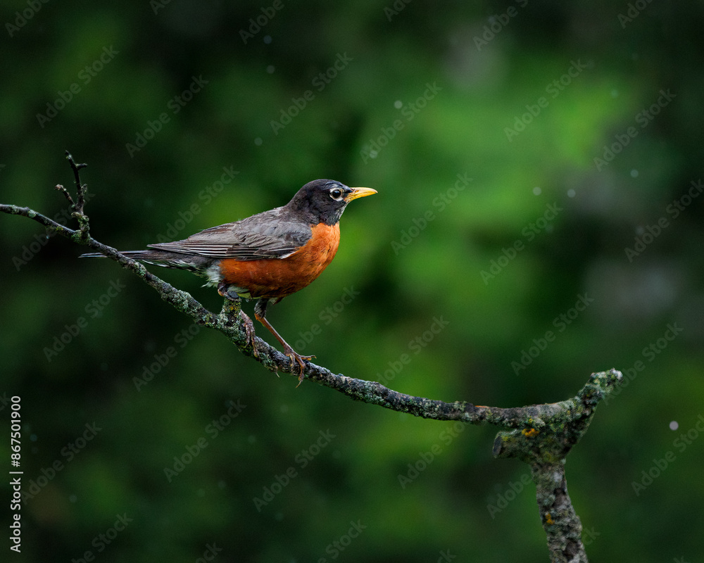 American Robin perched on branch in the rain American Robin perched on branch in the rain