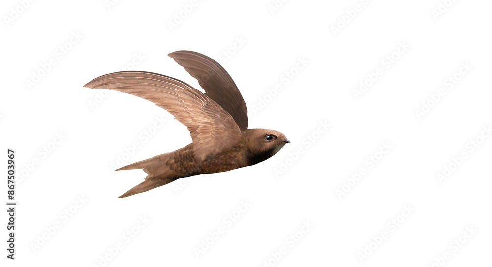 Fototapeta premium swift flies with its wings spread, isolated