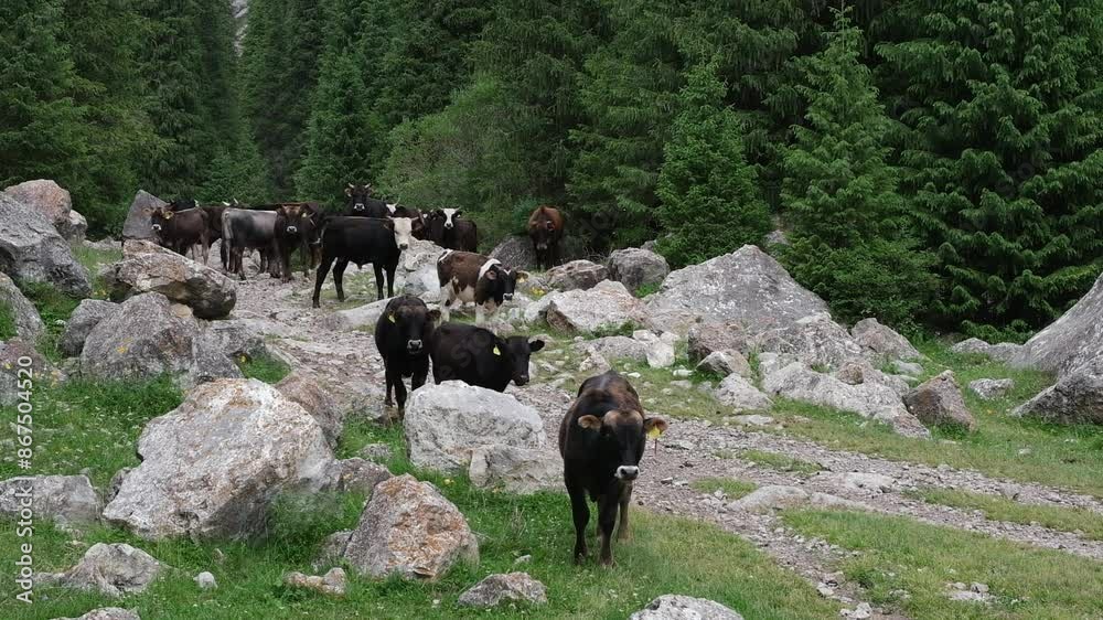 A herd of young bulls, cows and calves in a mountain gorge among fir trees in summer A herd of young bulls, cows and calves in a mountain gorge among fir trees in summer