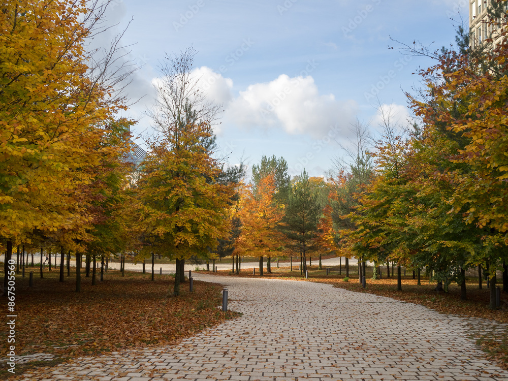 Autumn coloured trees
