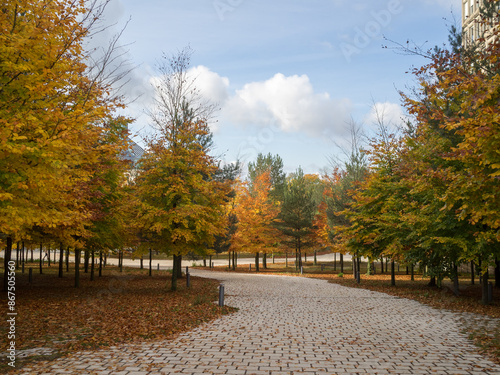 Autumn coloured trees
