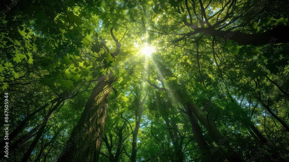 Obraz premium sunbeams filtering through lush green treetops nature photograph