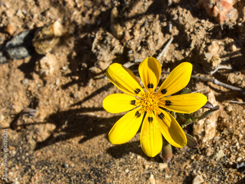 A Close-up of a single Yellow Gazania, Gazania Lichtensteinii, flower in the arid Namaqualand of South Africa photo