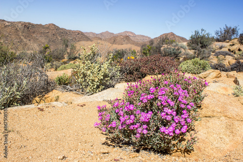 A purple vygie in full bloom in the the arid mountainous landscape of the Goegap Nature Reserve, outside the town of Springbok in South Africa photo