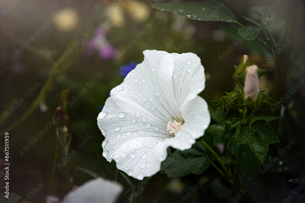 Obraz premium Blooming wild white hollyhocks in the morning dew drops