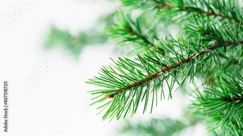 Vibrant Evergreen Branch with Soft Focus Background