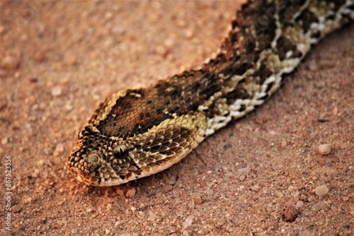Canvas Print a stunning luff adder snake in the sand