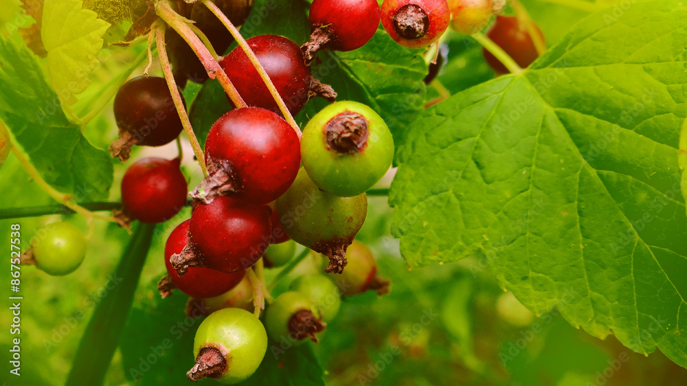green unripe blackcurrant berries on a sunny day, macro photo green unripe blackcurrant berries on a sunny day, macro photo