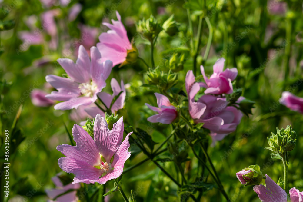 Pink wildflowers on a blurry background on a sunny June day in the countryside. Pink wildflowers on a blurry background on a sunny June day in the countryside.