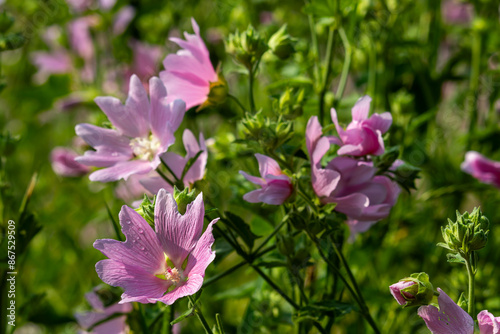 Pink wildflowers on a blurry background on a sunny June day in the countryside.