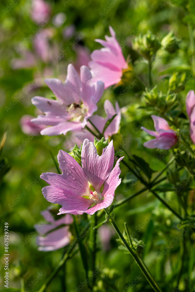 Pink wildflowers on a blurry background on a sunny June day in the countryside. Pink wildflowers on a blurry background on a sunny June day in the countryside.