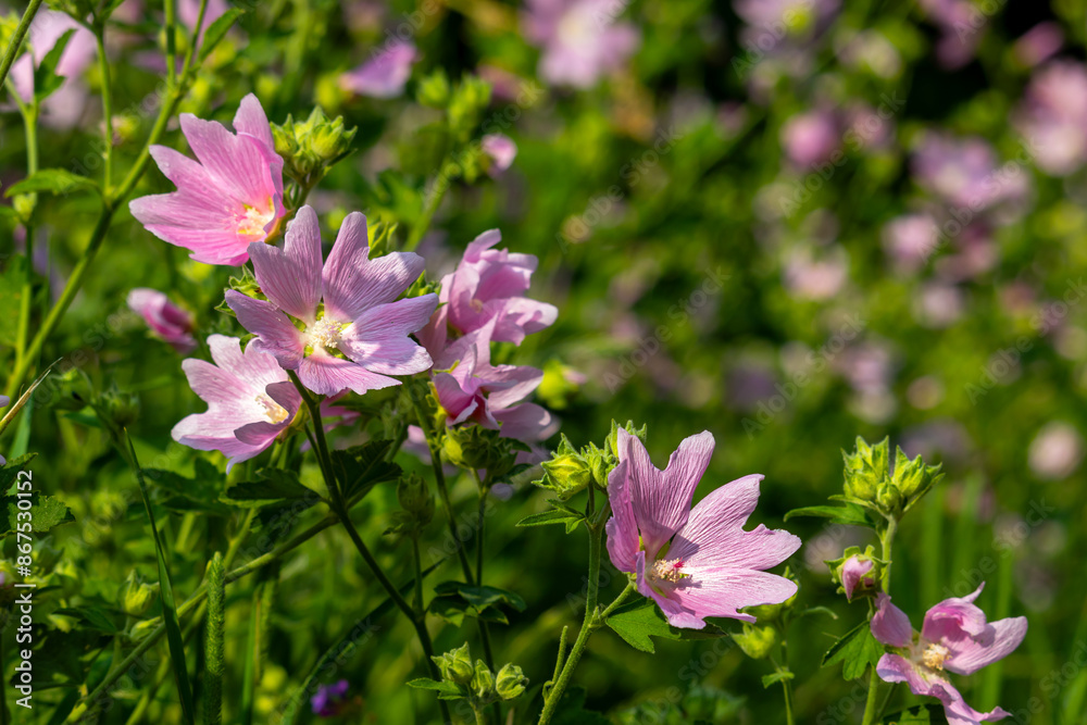 Pink wildflowers on a blurry background on a sunny June day in the countryside. Pink wildflowers on a blurry background on a sunny June day in the countryside.