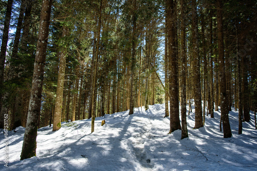 Schneewald in Interlaken im Frühjahr photo