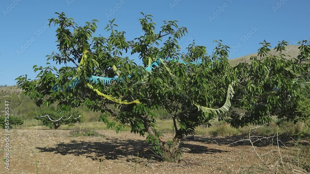 Cherry tree with shiny multi-colored tinsel, fringe, bird scare ribbons, ribbons sway in the wind, agriculture Cherry tree with shiny multi-colored tinsel, fringe, bird scare ribbons, ribbons sway in the wind, agriculture
