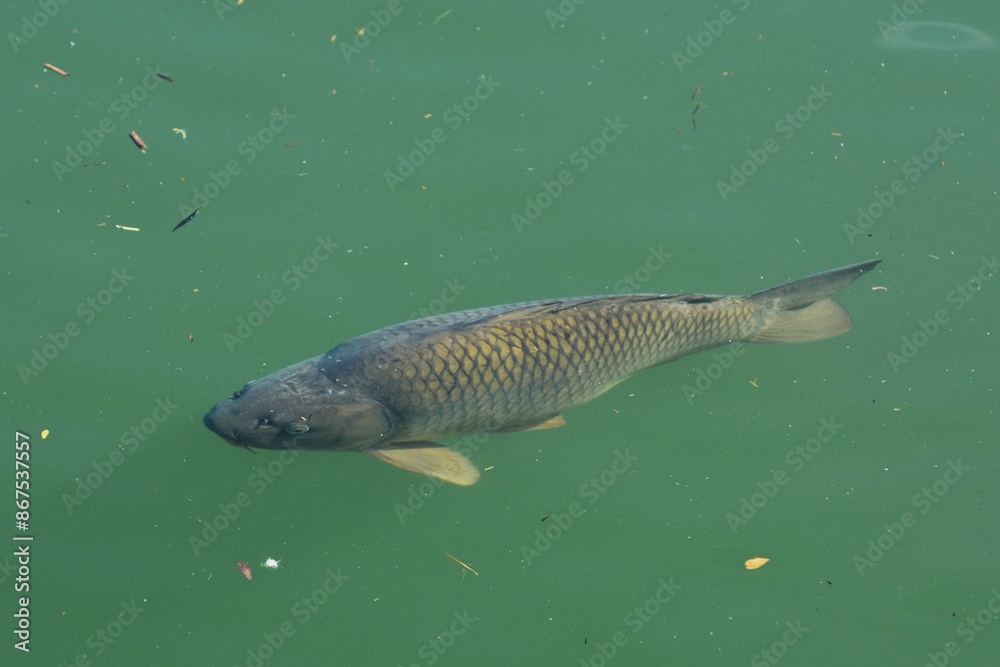 Fototapeta premium carpa
