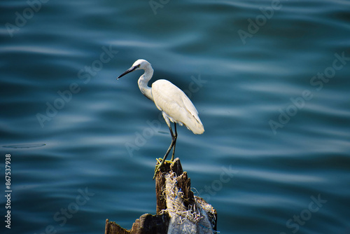 Egret with tranquil sea backdrop, a serene moment in nature!